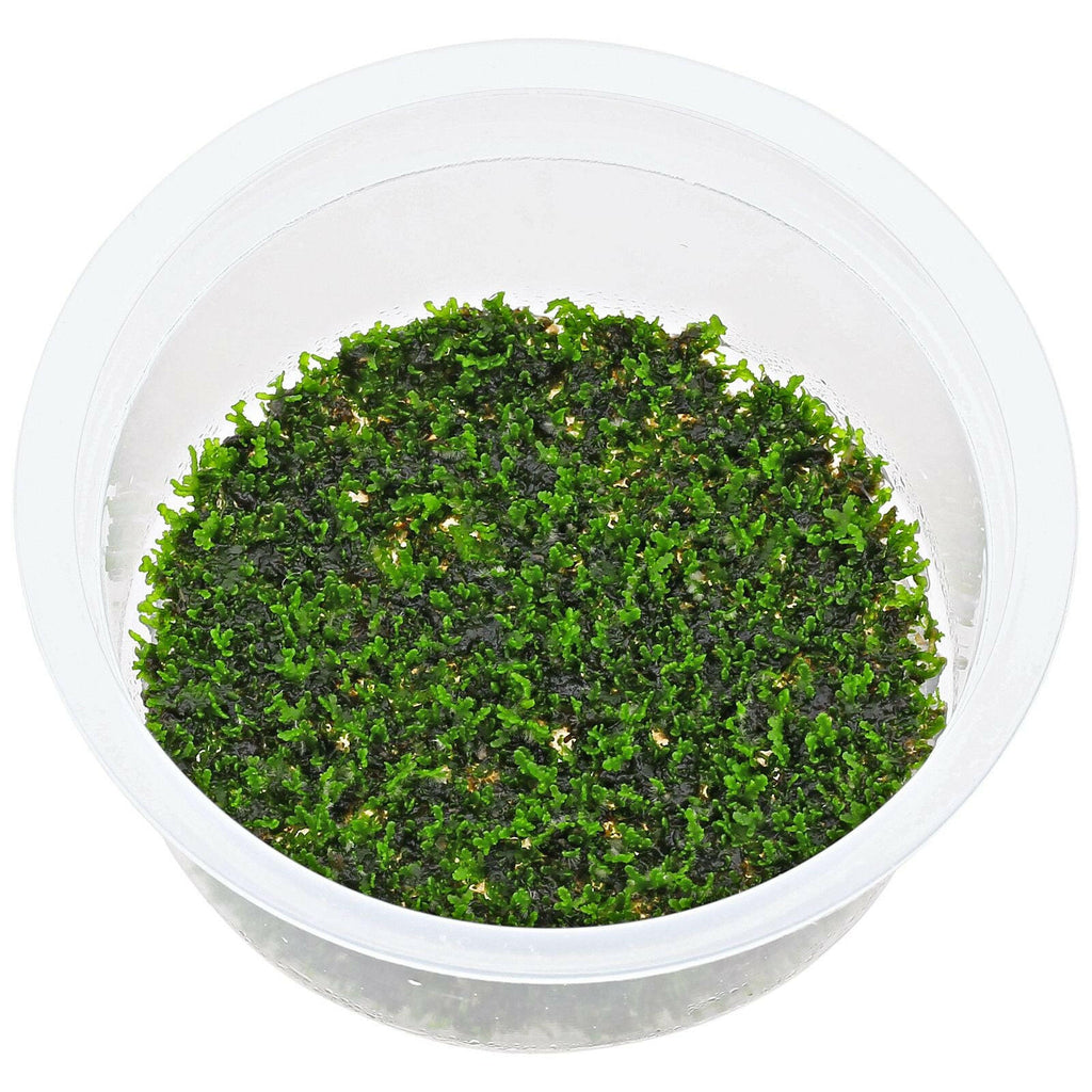 ADA - Riccardia chamedryfolia -TC Cup-S