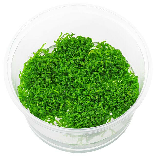 Riccia fluitans