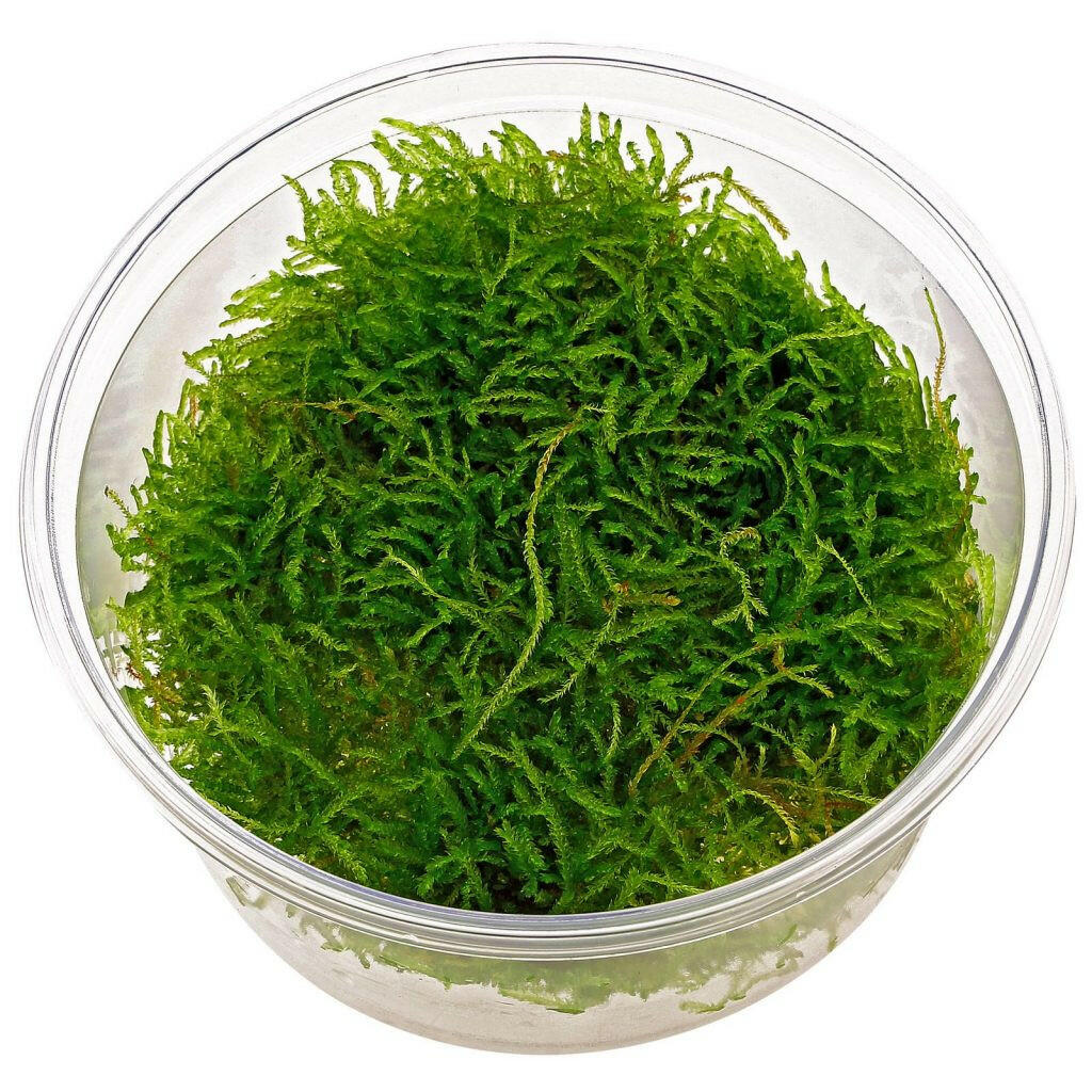 ADA - Vesicularia montagnei (Christmas Moss) TC Cup-S