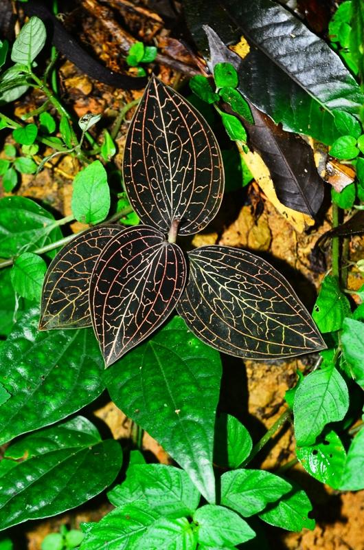 Anoectochilus roxburghii - Jewel orchid