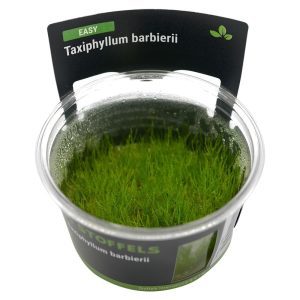 Stoffels - Taxiphyllum barbieri (Java Moss) IN-VITRO