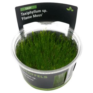 Stoffels - Taxiphyllum sp. 'Flame Moss' IN-VITRO