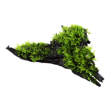 Tropica - Vesicularia montagnei 'Christmas moss'