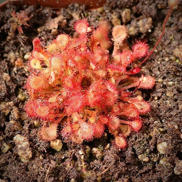 Drosera sp Bay