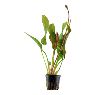 Stoffels - Echinodorus 'Red Diamond'