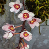 Mini Orchid - Sarco Kirra-Kea