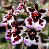 Mini Orchid - Tolumnia Purple Dalmation