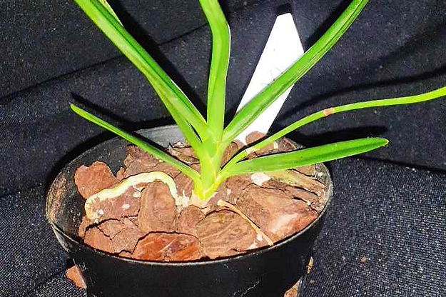Mini Orchid - Vanda Testacea x Miniata
