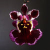 Mini Orchid - Tolumnia Blackball x Blackbull