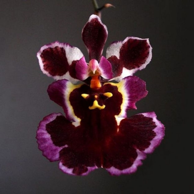 Mini Orchid - Tolumnia Blackball x Blackbull