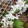 Mini Orchid - Dendrobium Angel Lake