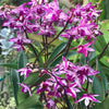 Mini Orchid - Dendrobium King Zip