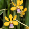 Mini Orchid - Vanda Testacea x  Lucknow