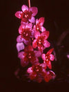 Mini Orchid - Sarco (Fitzhart x Cherrie Dawn)