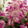 Mini Orchid - Dendrobium King Zip X Den Brengle
