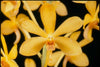 Mini Orchid - Vanda Testacea x Miniata