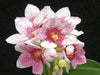 Mini Orchid - Sarco Kulnurra Vibrance