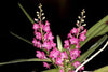 Mini Orchid - Vanda Ampullacea  x Miniata