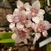 Mini Orchid - Sarco.hartmanii x Kirra-Lea