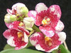Mini Orchid - Sarco Kulura