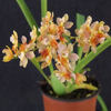 Mini Orchid - Oncidium Twinkle ‘Peach’
