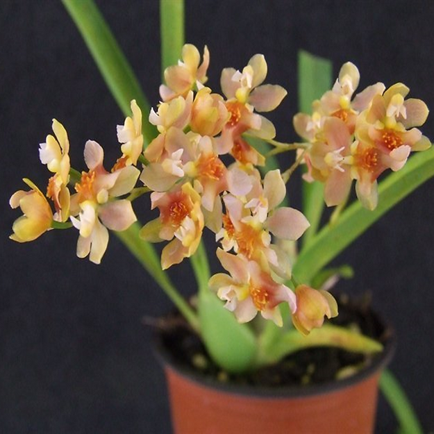 Mini Orchid - Oncidium Twinkle ‘Peach’