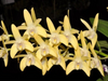 Mini Orchid - Dendrobium King Zip Yellow