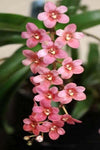 Mini Orchid - Sarco Yvette