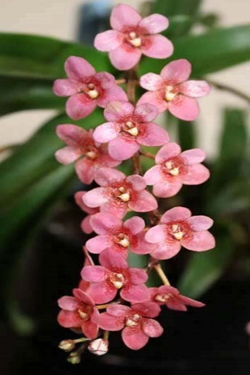 Mini Orchid - Sarco Yvette