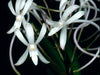 Mini Orchid - Vanda Lucknow x sibling