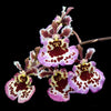 Mini Orchid - Tolumnia Black Bow