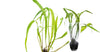 ADA - Microsorum pteropus 'Narrow leaf' Tall Cup
