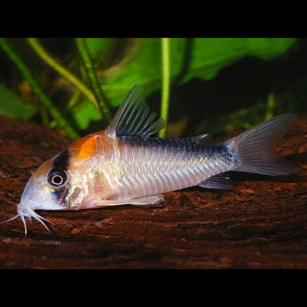 Corydoras adolfoi (Adolfoi Cory)