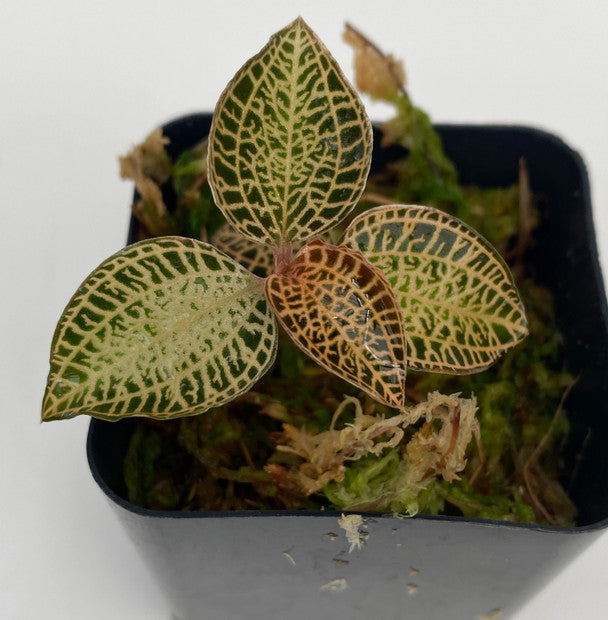 Anoectochilus roxburghii - Jewel orchid