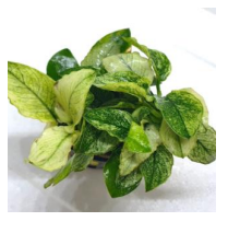 Baka - Anubias barteri 'Marble'