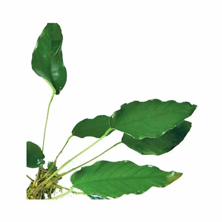 Baka - Anubias barteri var. nana 'King Kong'