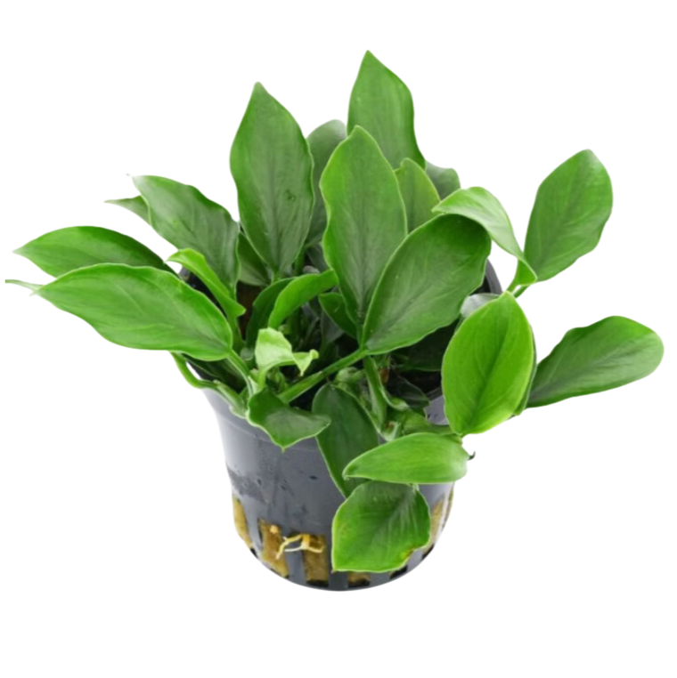 A vibrant green Anubias barteri var. nana 'Paxing Compact' plant in a black net pot, displaying its lush, compact leaves and sturdy stems. The plant is set against a clean white background, highlighting its healthy foliage and aquatic suitability.