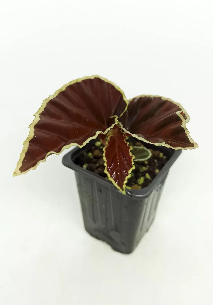 Begonia Darthvaderiana