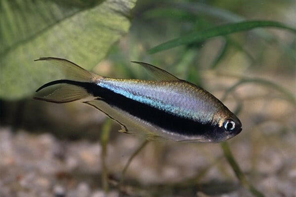 Nematobrycon palmeri var. "Amphiloxus Black (Black Emperor Tetra)