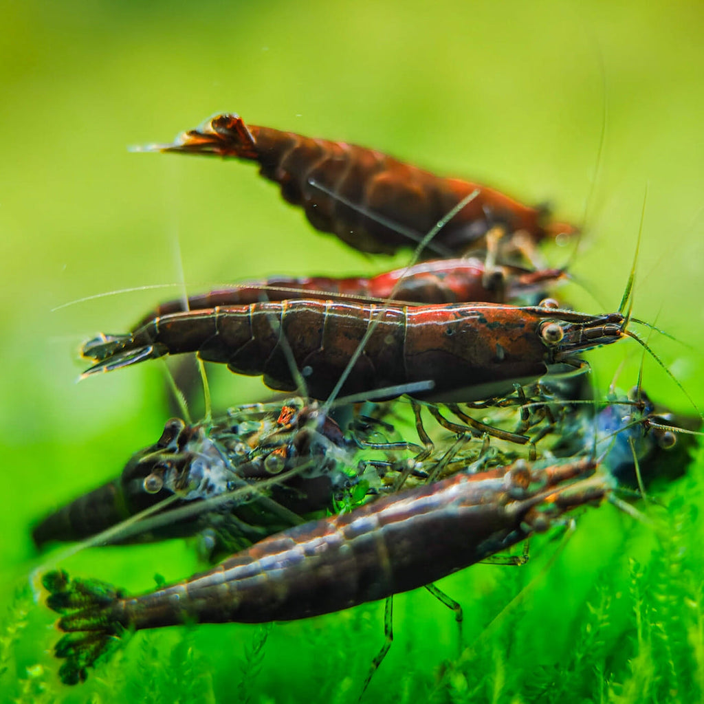 Classic Neocaridina -Taiwan