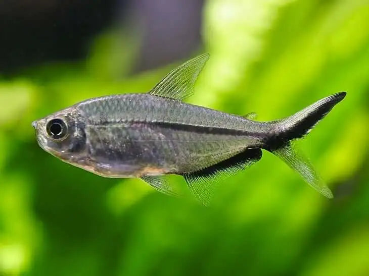 Moenkhausia costae (Tetra-Black Line Tail)