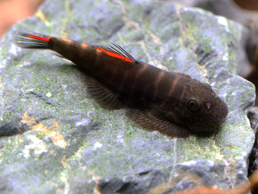 Gastromyzon sp Bloody Mary Red Hillstream Loach