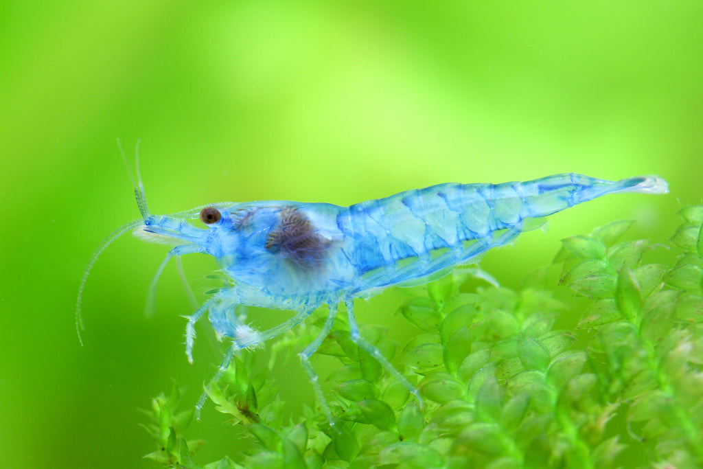 Skyfish -Neocaridina davidi 'Blue Jelly' (Blue Jelly Shrimp)