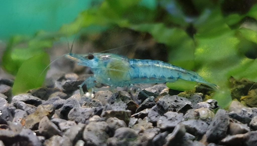 Classic Neocaridina -Taiwan