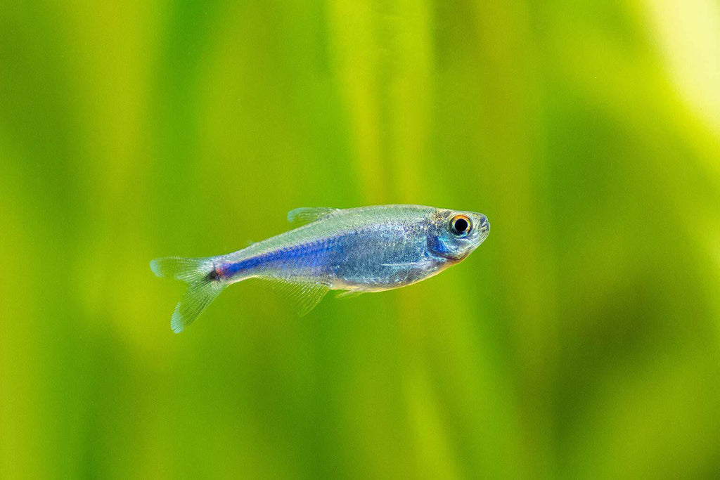 Boehlkea fredcochui (Blue King Tetra)