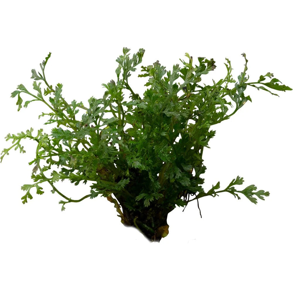 Stoffels - Bolbitis heteroclita difformis