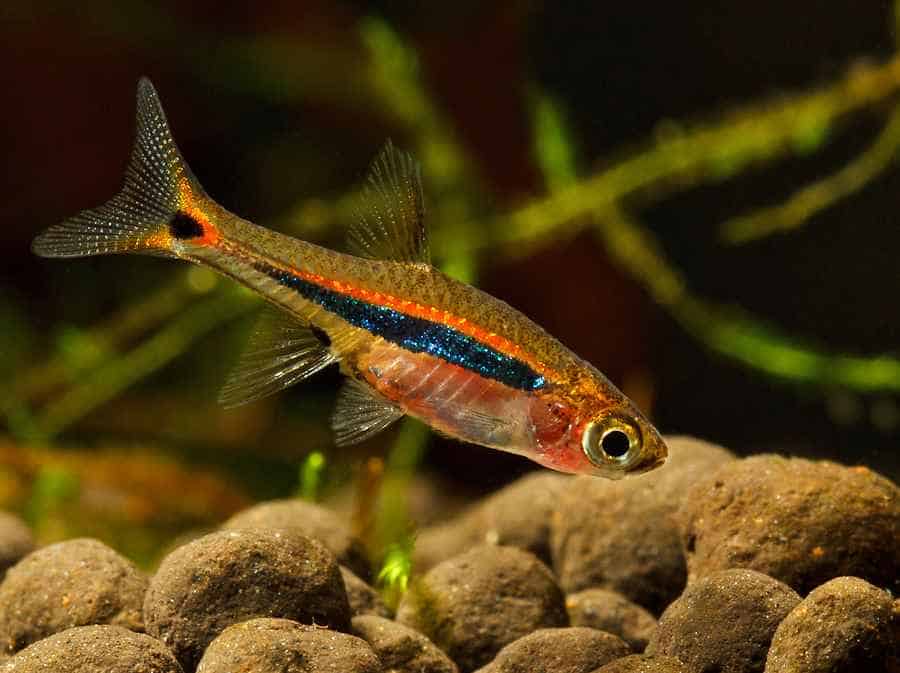 Boraras urophthalmoides (Least Rasborra)