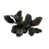 RTG - Bucephalandra 'Brownie Ghost Ulu Kapus'