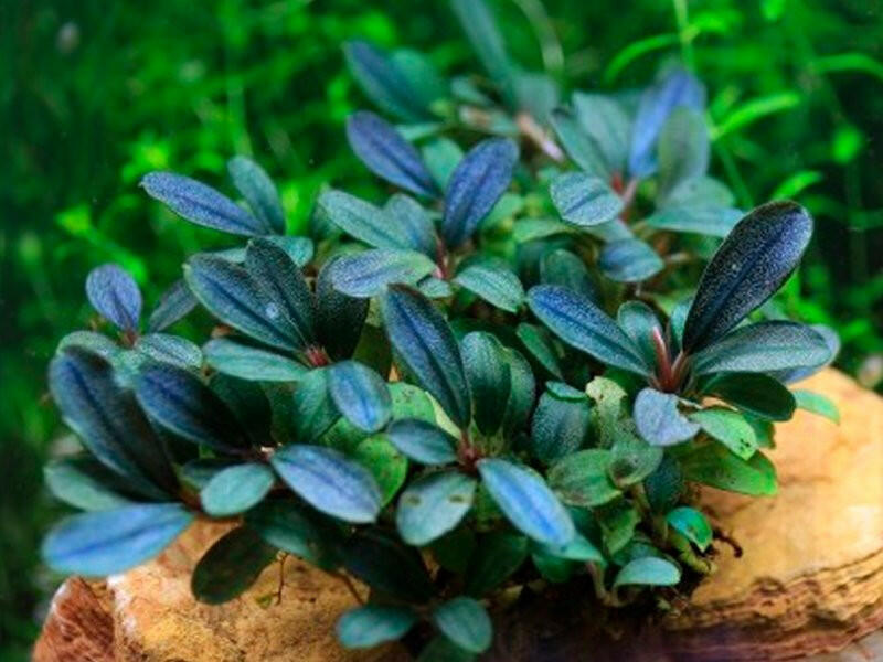 Bucephalandra sp. 'lo green'