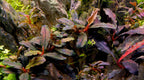Sticky Image